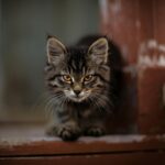 gray tabby cat sitting on brown wooden surface