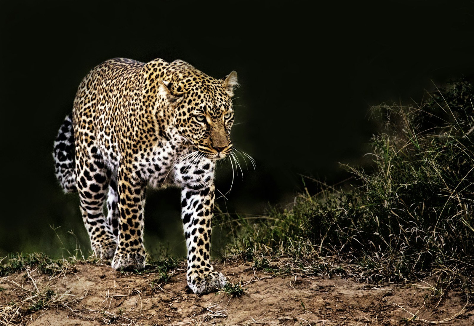leopard on grass