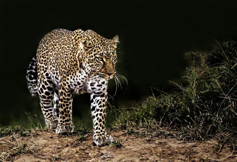 Big Cats Are More Social Than Others
