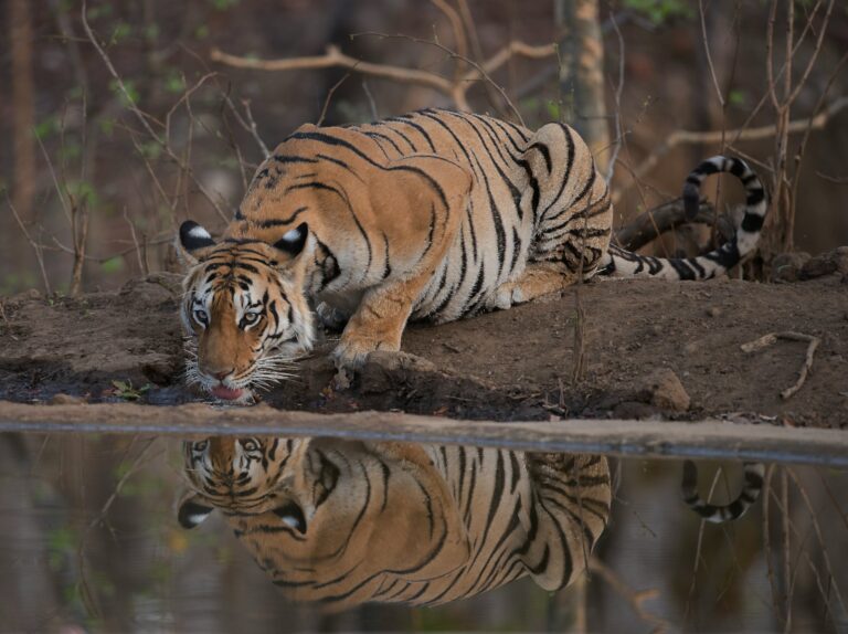 tiger lying on ground during daytime