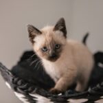 short-fur white kitten on black basket