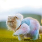 a cat with a sweater on running in the grass