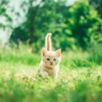 Domestic Cats Adapt