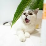 white and gray cat with green scarf