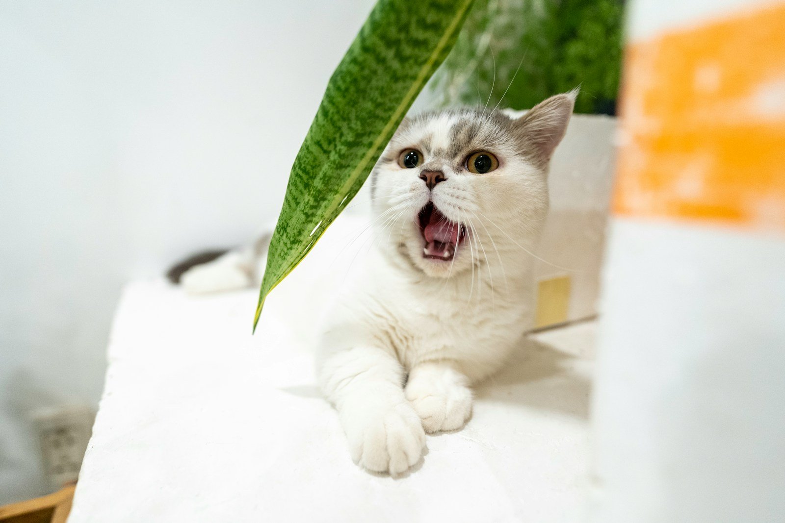 white and gray cat with green scarf