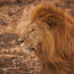 brown lion
