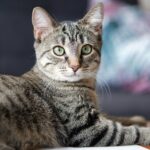 silver tabby cat in tilt shift lens