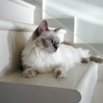 long-fur white can lying on white stairs