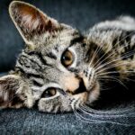 brown and black tabby cat lying on gray cushion