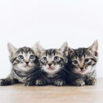 three brown tabby kitten lying on board