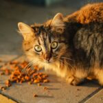 brown tabby cat on gray concrete road