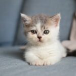 white and grey kitten on grey textile