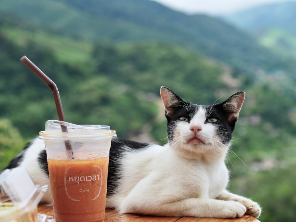 A black and white cat sitting on a table next to a drink