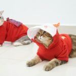 a cat wearing a red shirt and a white hat