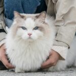 person holding white and gray cat
