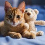 orange tabby cat on blue textile