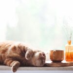orange tabby cat