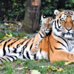 brown and black tiger lying on ground