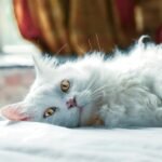 white cat lying on white textile
