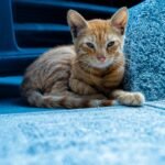 an orange cat laying on the ground next to a rock
