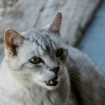 white and gray cat on brown wooden surface