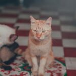 Adorable Siamese and tabby cats lounging on a checkered floor, captured in a cozy indoor setting.