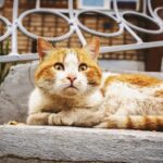 A fluffy orange and white cat lying on concrete steps, looking alert and curious.