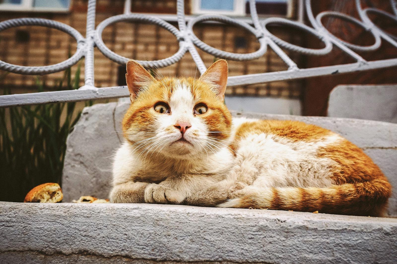 A fluffy orange and white cat lying on concrete steps, looking alert and curious.
