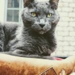 A gray domestic cat with piercing yellow eyes sitting comfortably on a patterned surface.