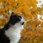 A black and white cat sits against a backdrop of vibrant autumn foliage, captured in a low angle shot.