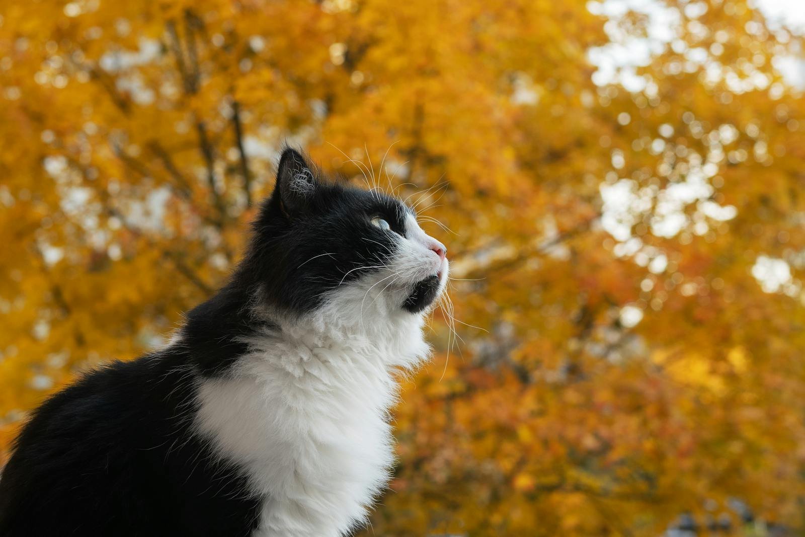 A black and white cat sits against a backdrop of vibrant autumn foliage, captured in a low angle shot.