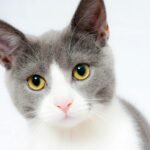 Adorable grey and white cat with striking yellow eyes against a plain backdrop.