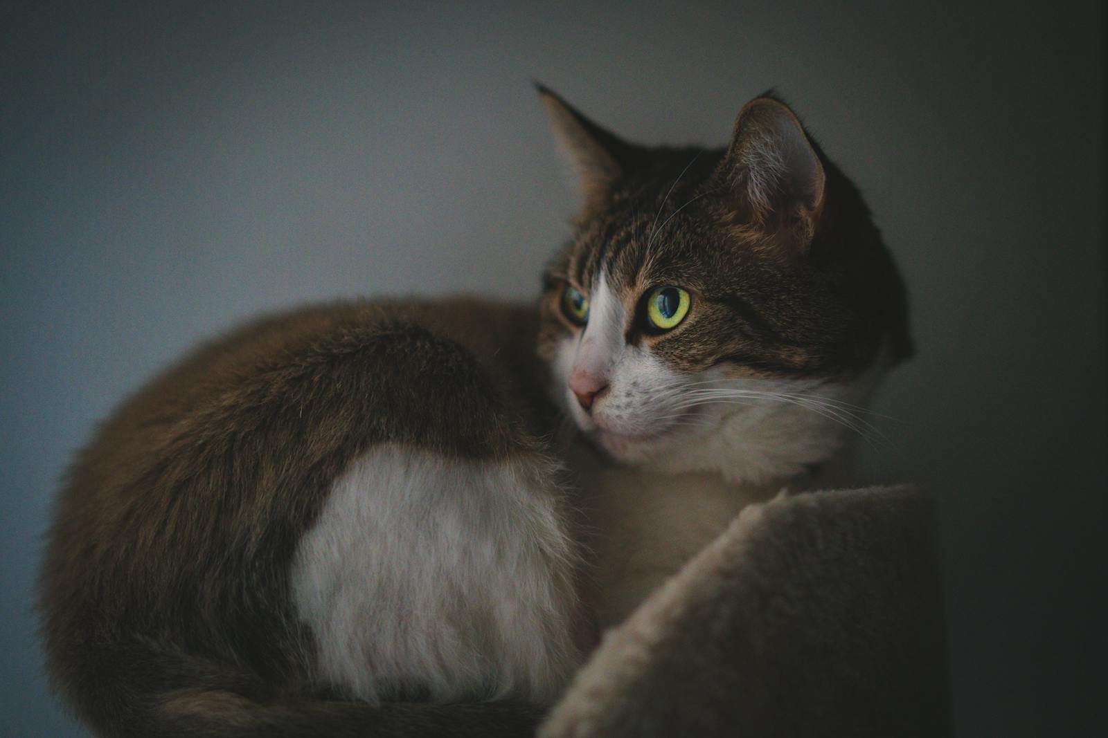 A captivating tabby cat with bright eyes resting indoors, showcasing its beauty and serenity.