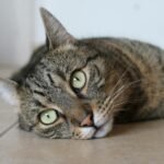 A peaceful tabby cat lying on a tiled floor, showcasing its beautiful fur and striking eyes.