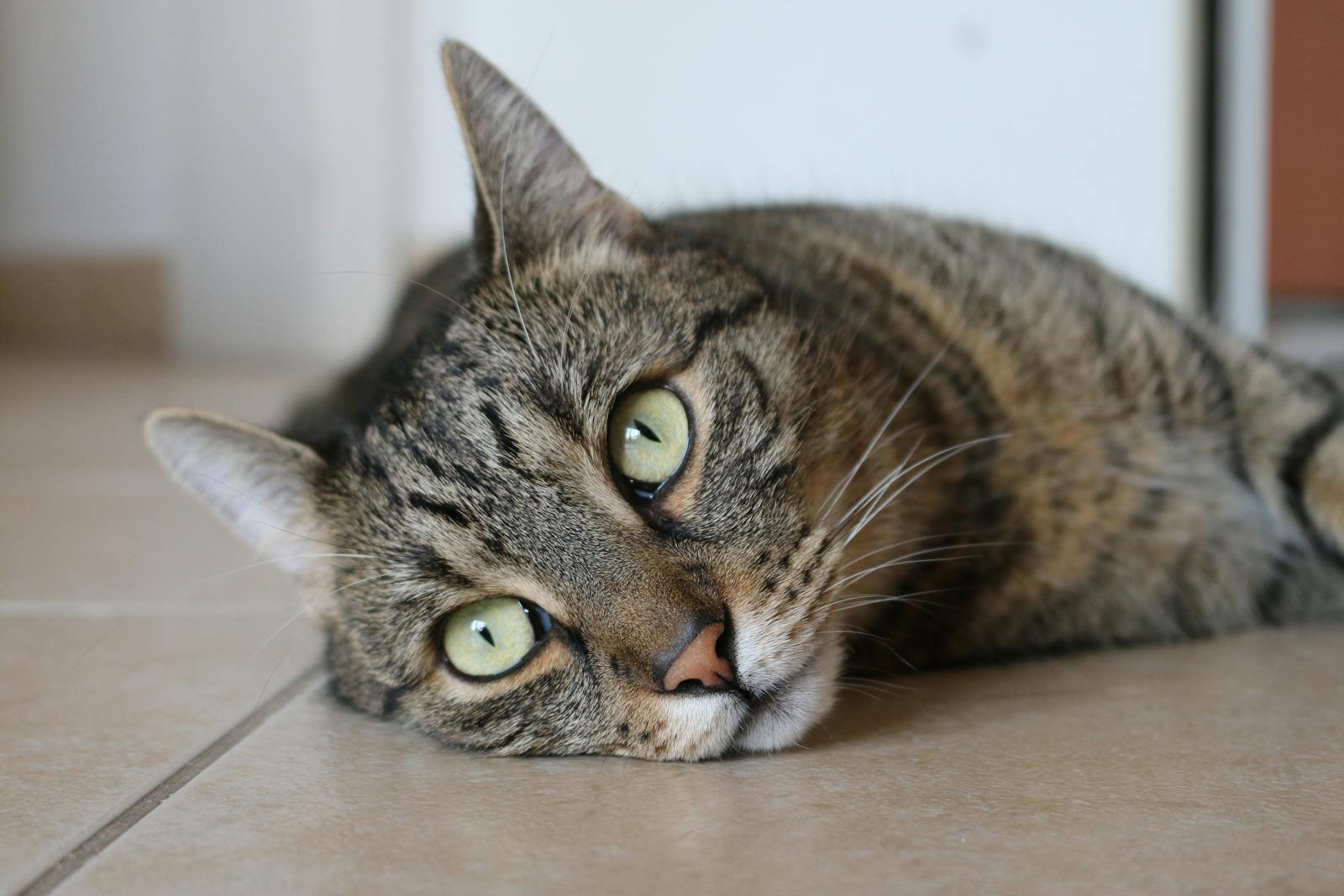 A peaceful tabby cat lying on a tiled floor, showcasing its beautiful fur and striking eyes.