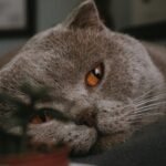 Intimate close-up of a Scottish Fold cat relaxing indoors, showcasing its warm amber eyes.