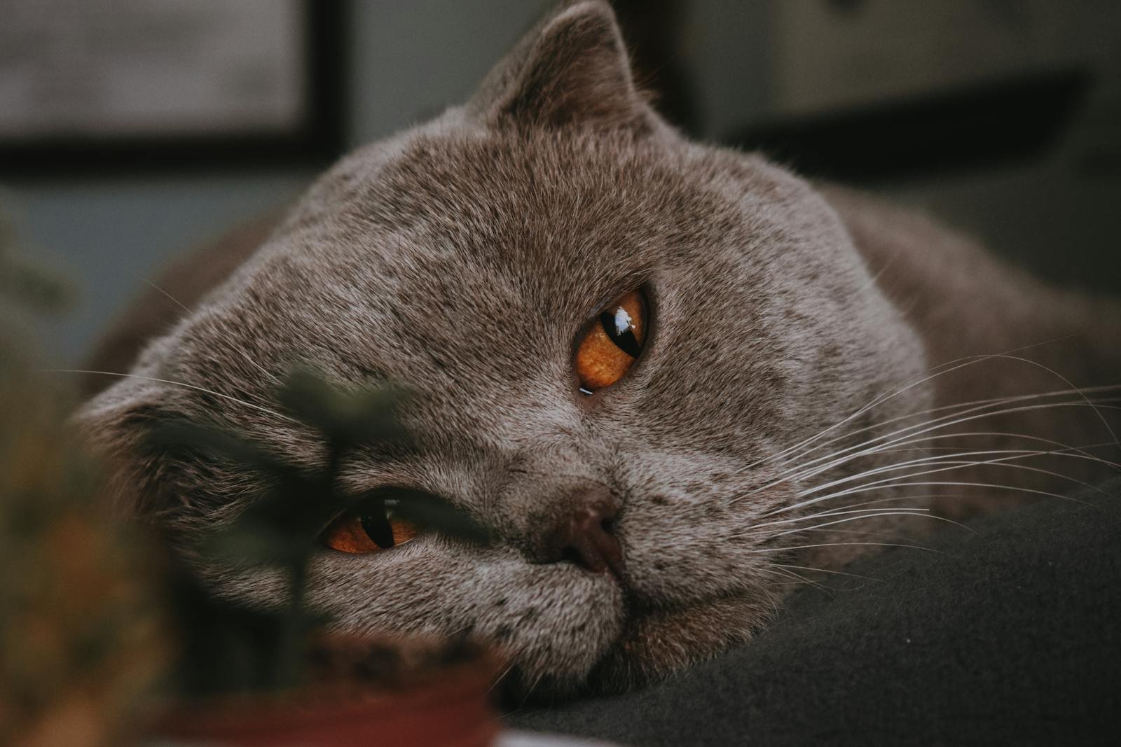 Intimate close-up of a Scottish Fold cat relaxing indoors, showcasing its warm amber eyes.