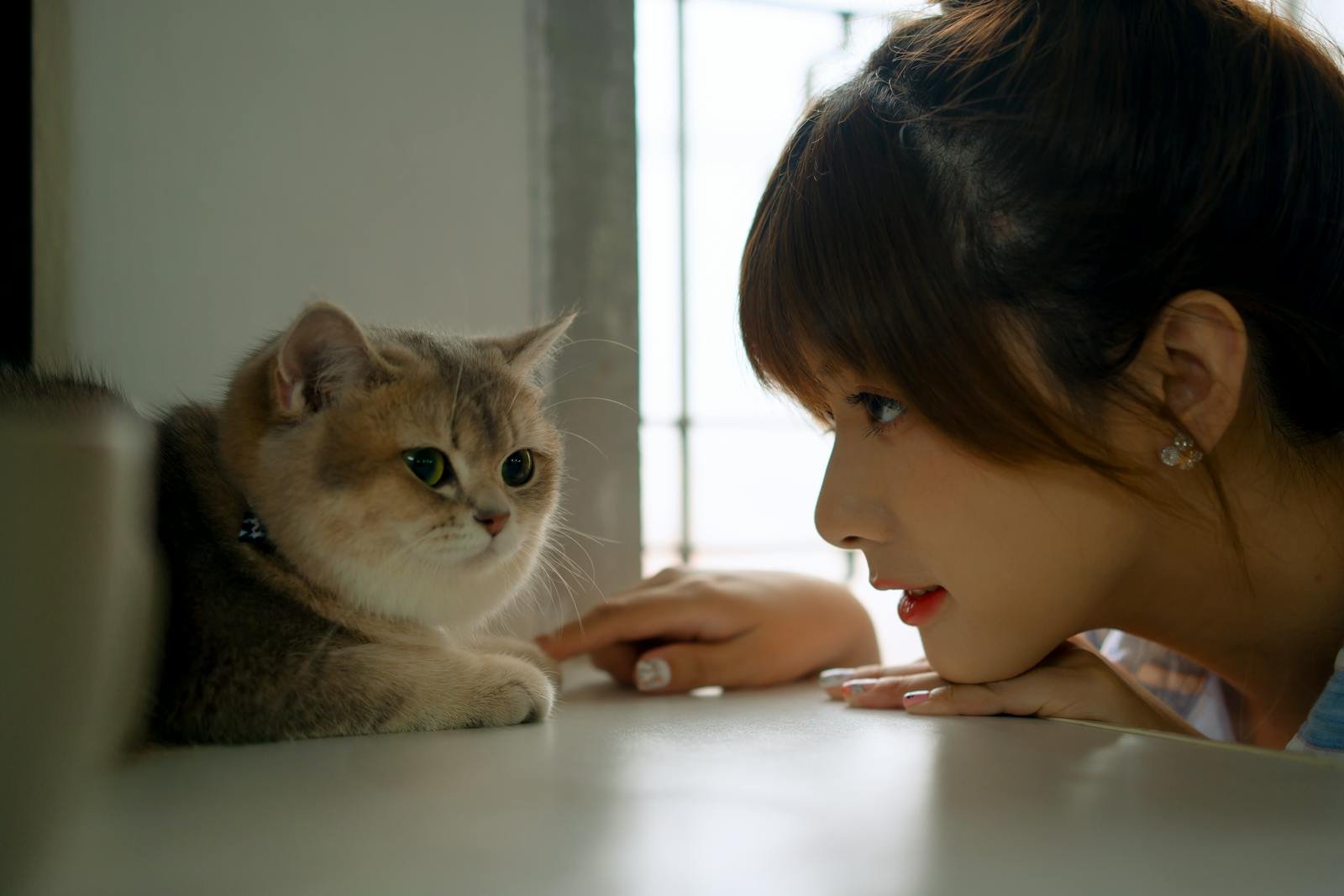 A young woman engaging with a fluffy cat in a cozy indoor setting.