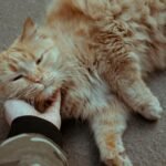 A fluffy ginger cat enjoys being petted by a person's hand, showcasing trust and friendship.
