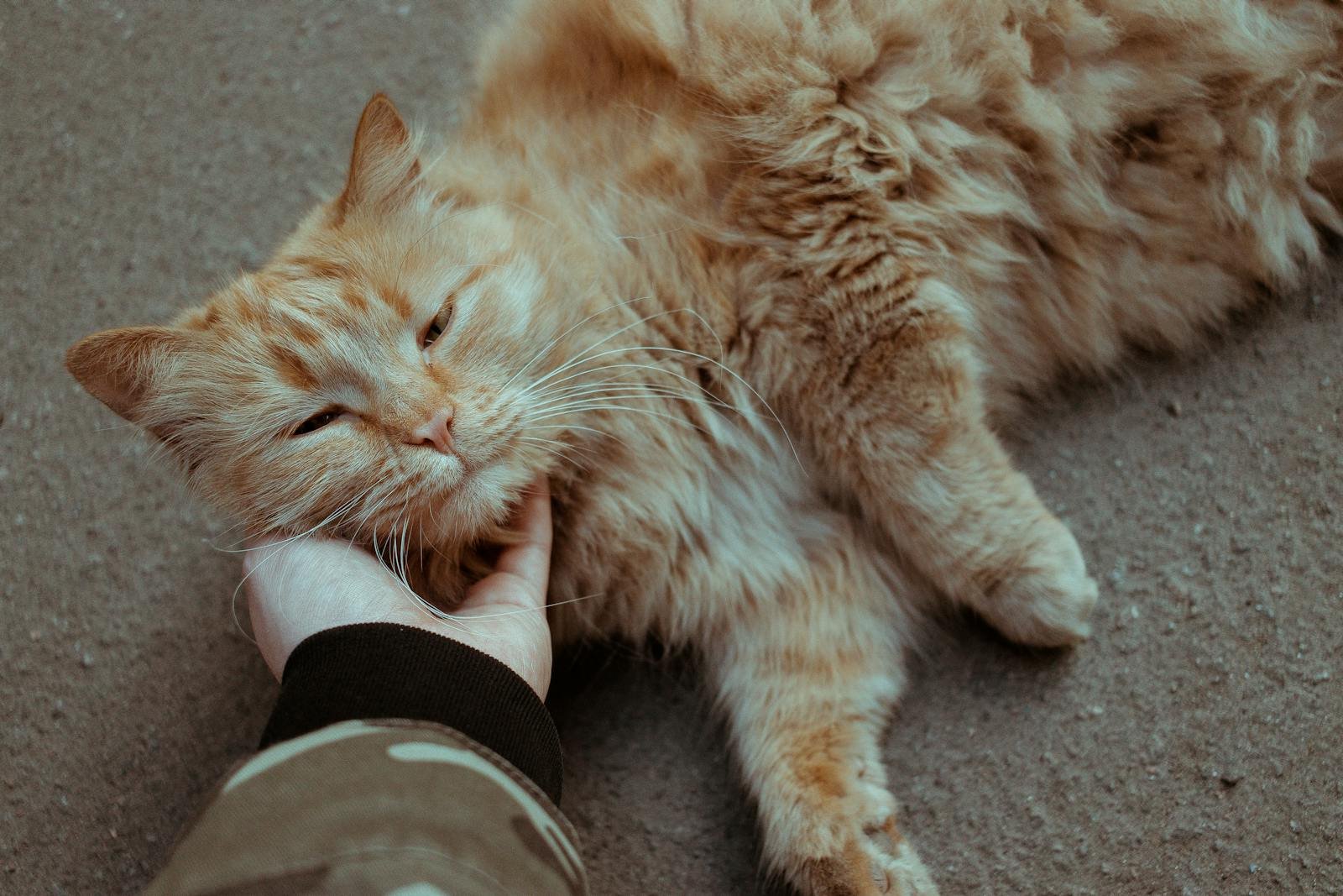 A fluffy ginger cat enjoys being petted by a person's hand, showcasing trust and friendship.