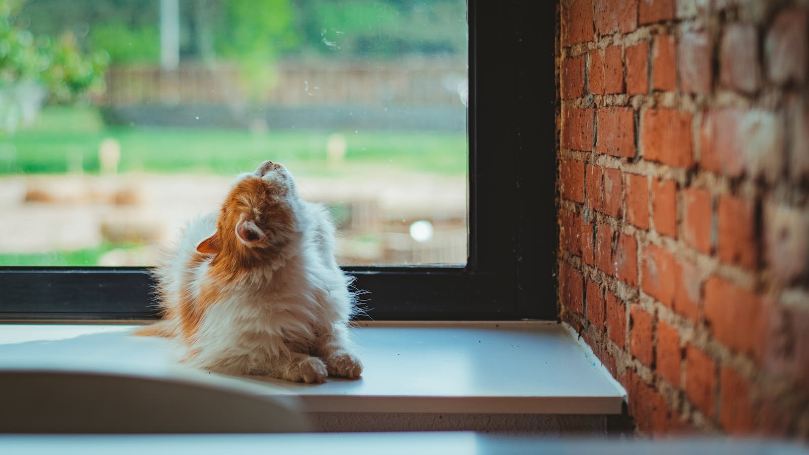 A fluffy cat lounging indoors by a window with a rustic brick wall background.