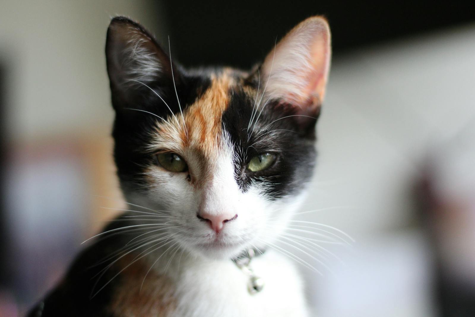 Close-up portrait of a calico cat showcasing its vibrant fur and sharp whiskers.