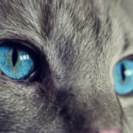 cat, cat's eyes, blue eyes, gray cat, close up, macro, feline, pet, domestic, domestic cat, animal, eyes, head, nature, fur, cat face, cat, cat, cat, cat, cat