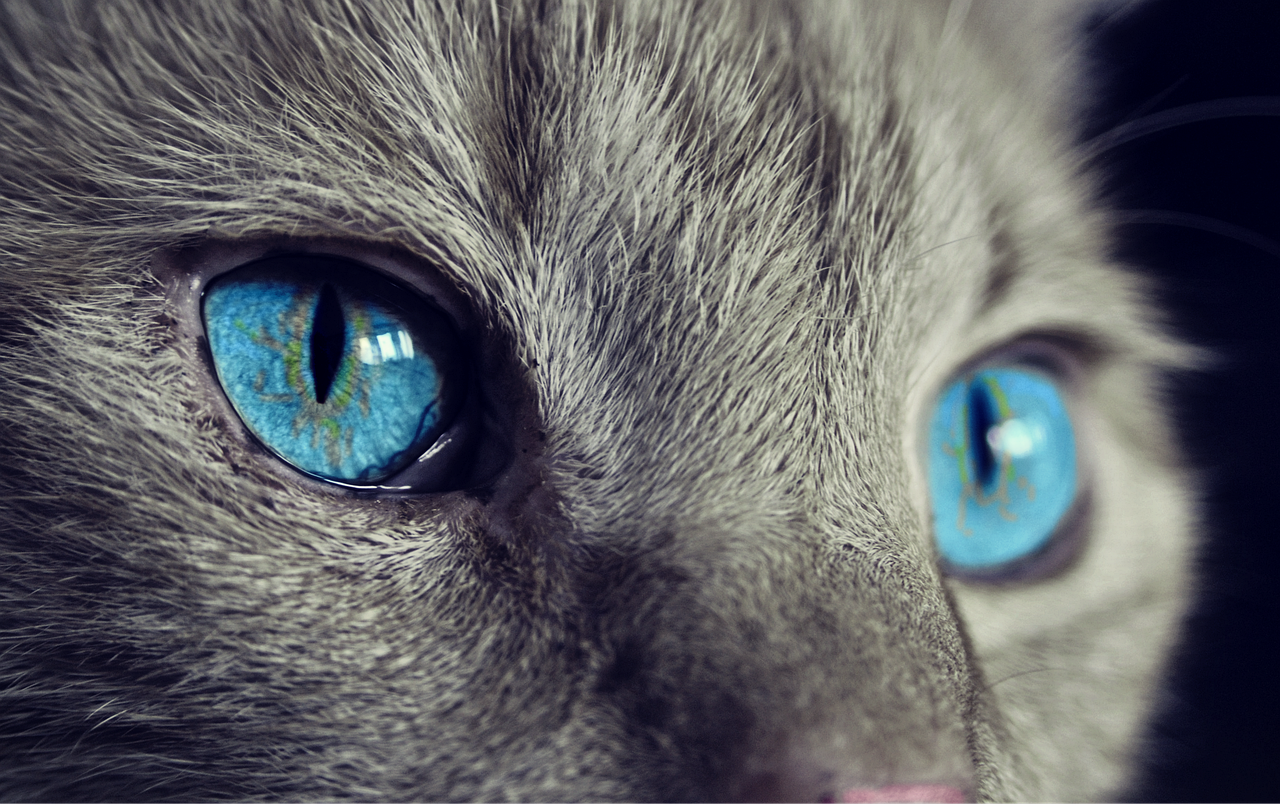 cat, cat's eyes, blue eyes, gray cat, close up, macro, feline, pet, domestic, domestic cat, animal, eyes, head, nature, fur, cat face, cat, cat, cat, cat, cat