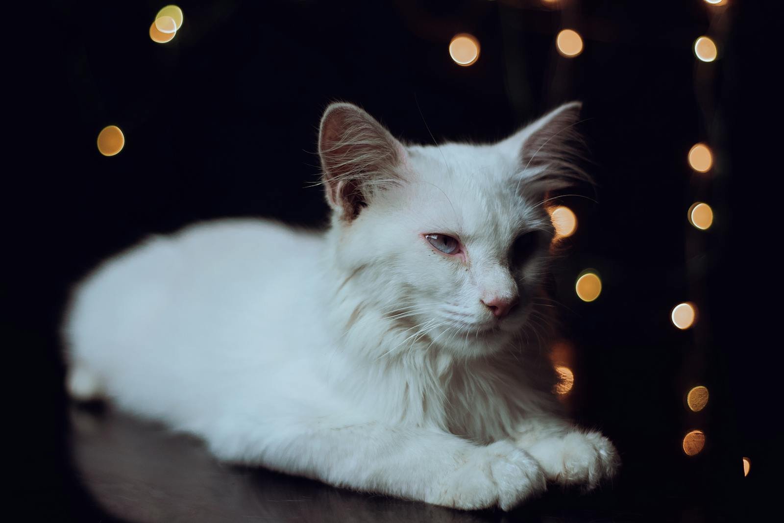 Portrait of a relaxed white cat with beautiful bokeh lights in the background.