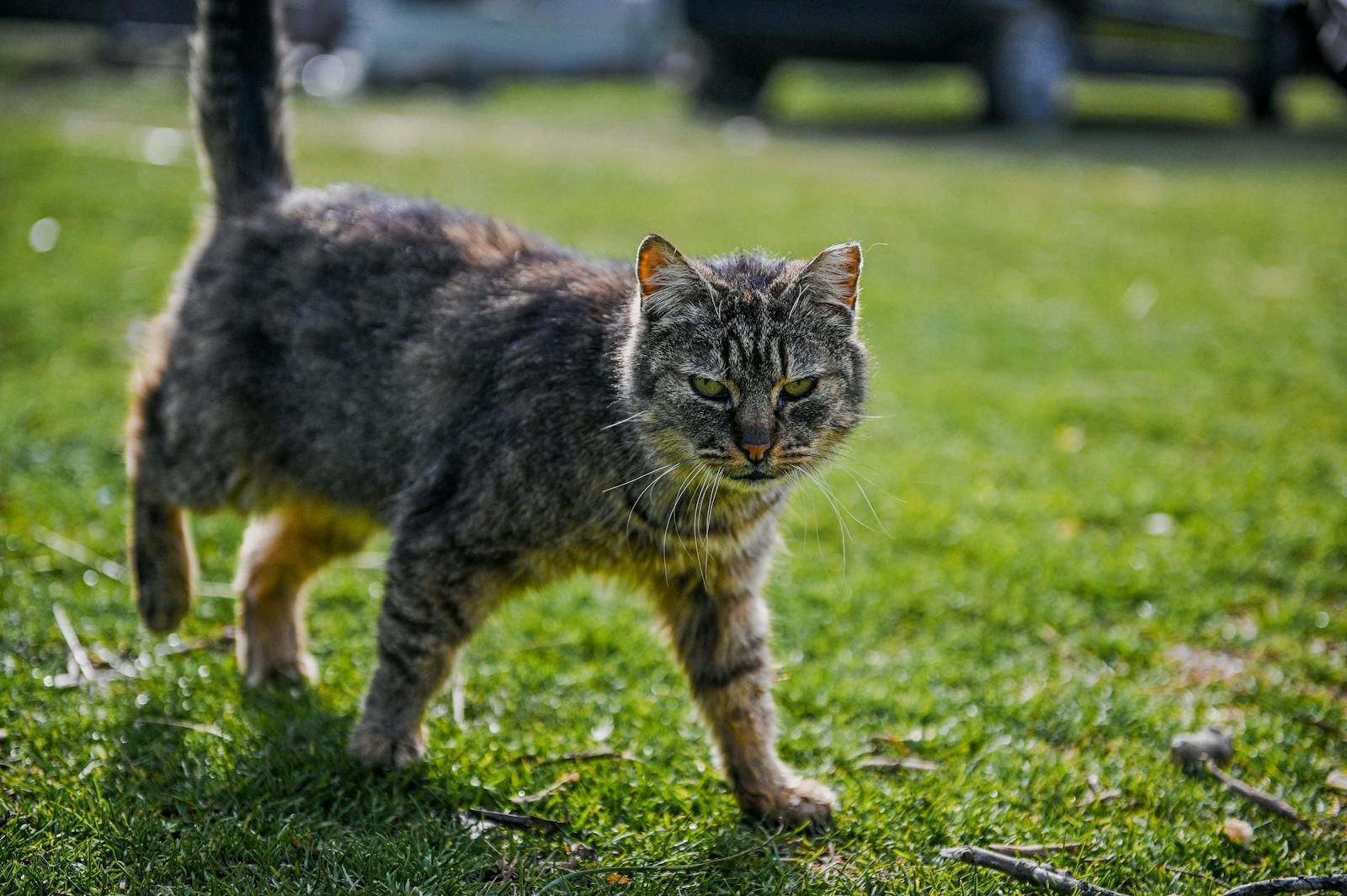 A focused close-up of a tabby cat walking on green grass, exuding confidence.