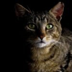 Close-up of a tabby cat with striking green eyes in a dark setting.