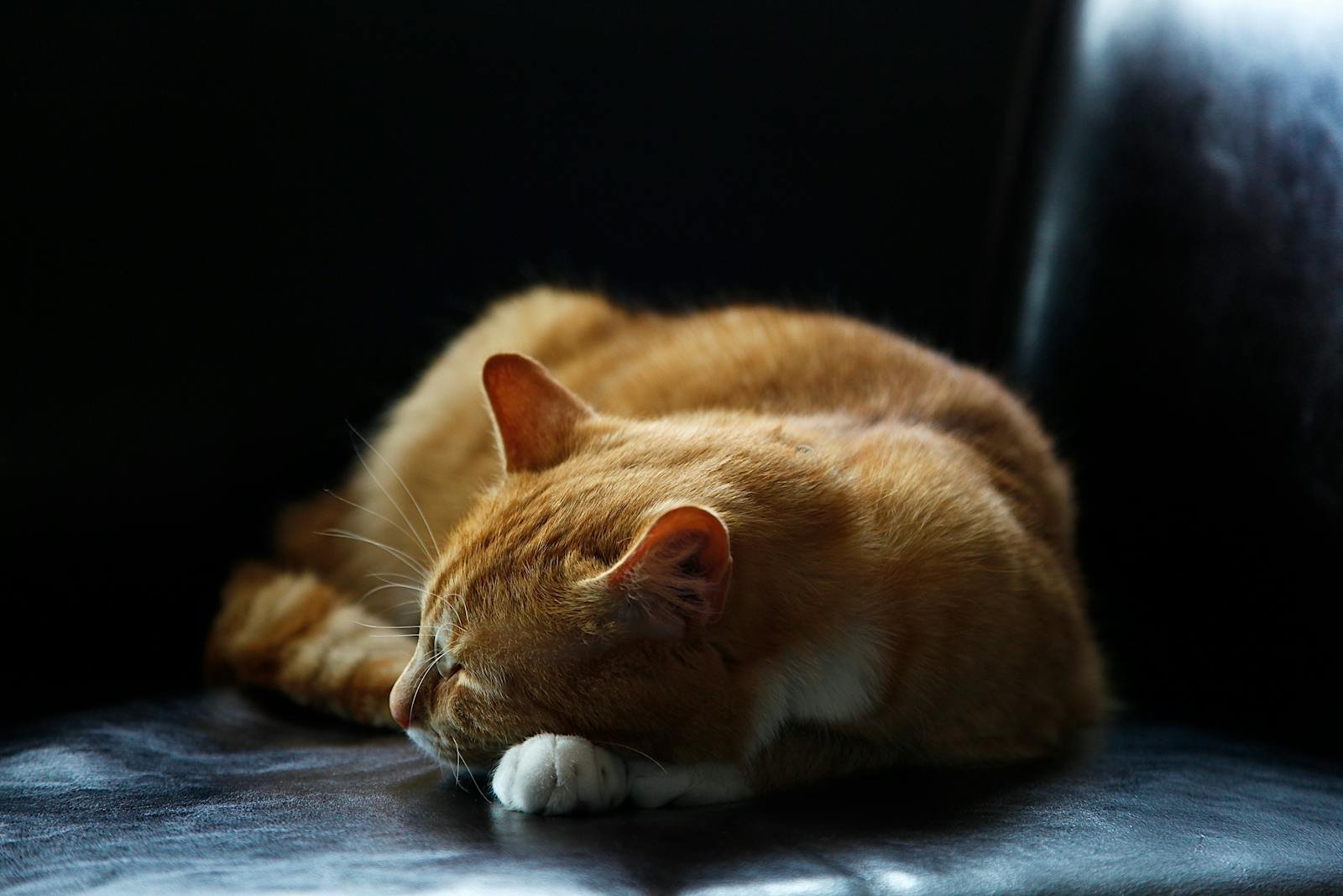Cozy ginger cat sleeping peacefully on a dark leather couch, capturing a serene moment.