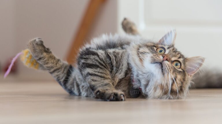 Close-up of a playful tabby cat rolling on the floor with a toy indoors.
