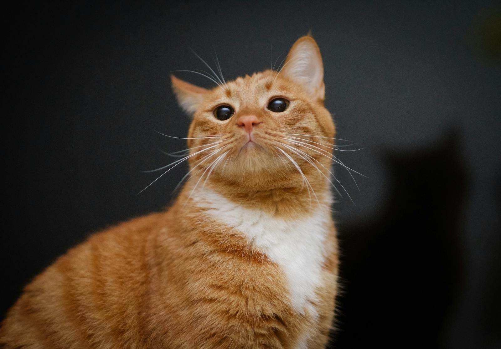 Adorable ginger tabby cat with whiskers indoors, looking curious with soft lighting.